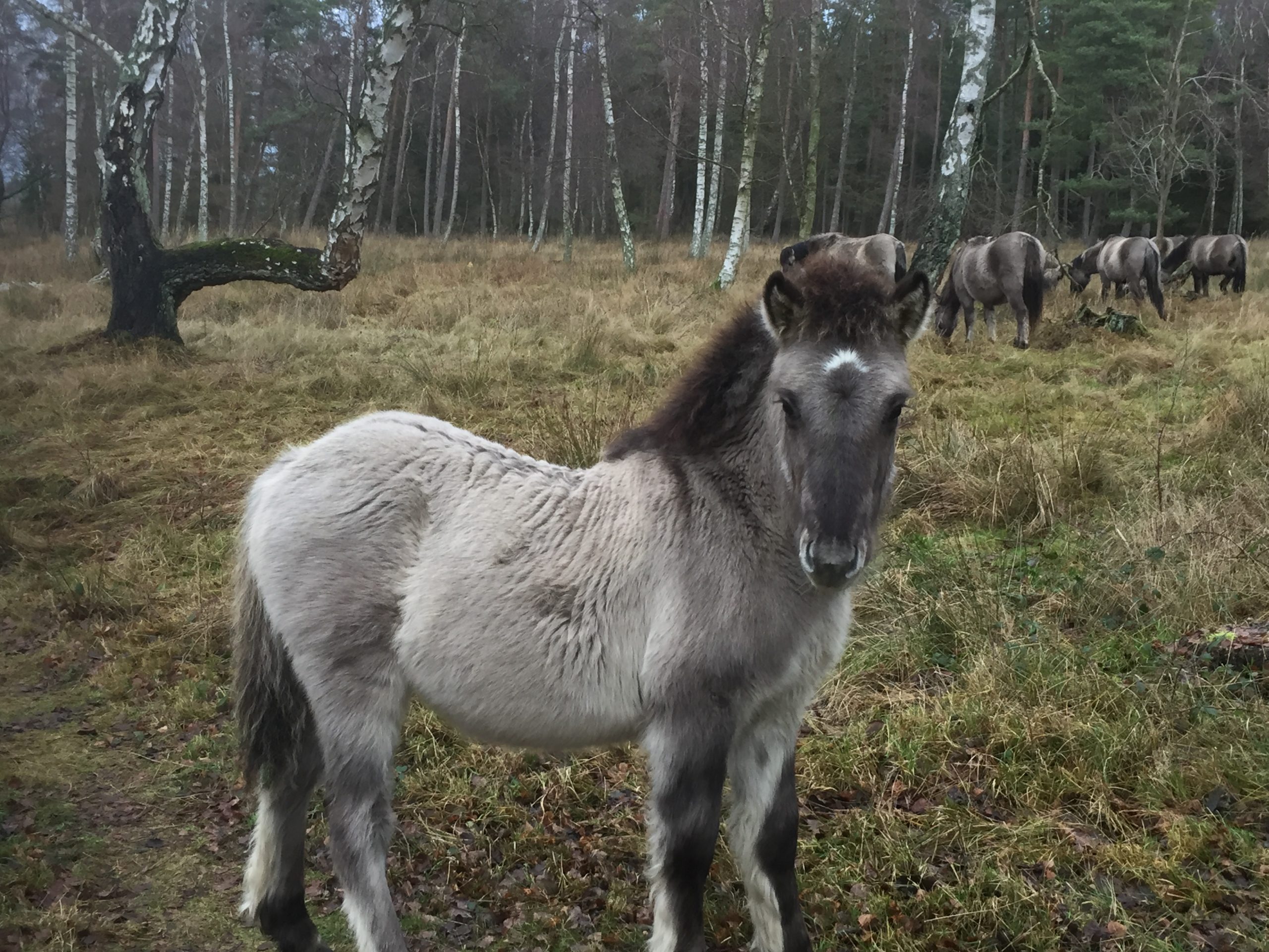 Danmarks Vilde Heste – Hvordan Klarer De Vinteren? – KLIMANYT